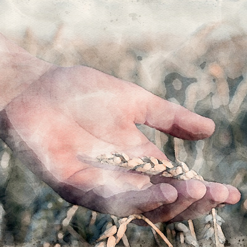 Artwork for 1 - The Structure of the Book of Ruth